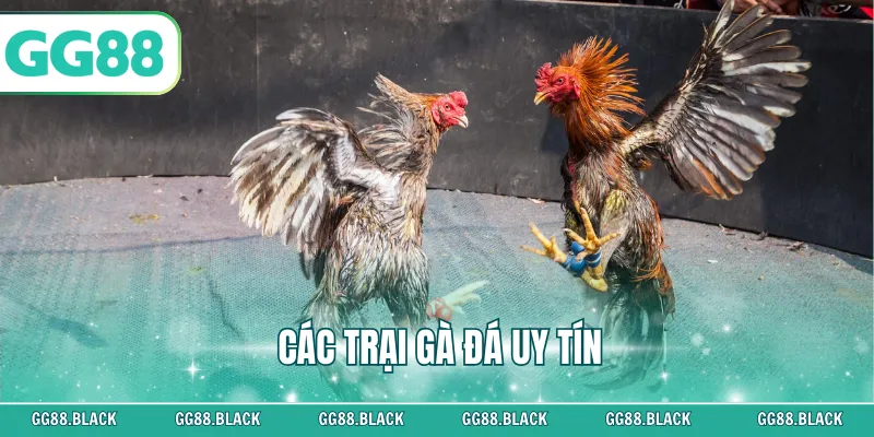 Các Trại Gà Đá Uy Tín
